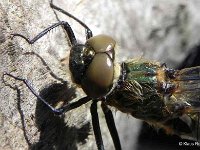 Falkenlibelle (Cordulia aenea) 7